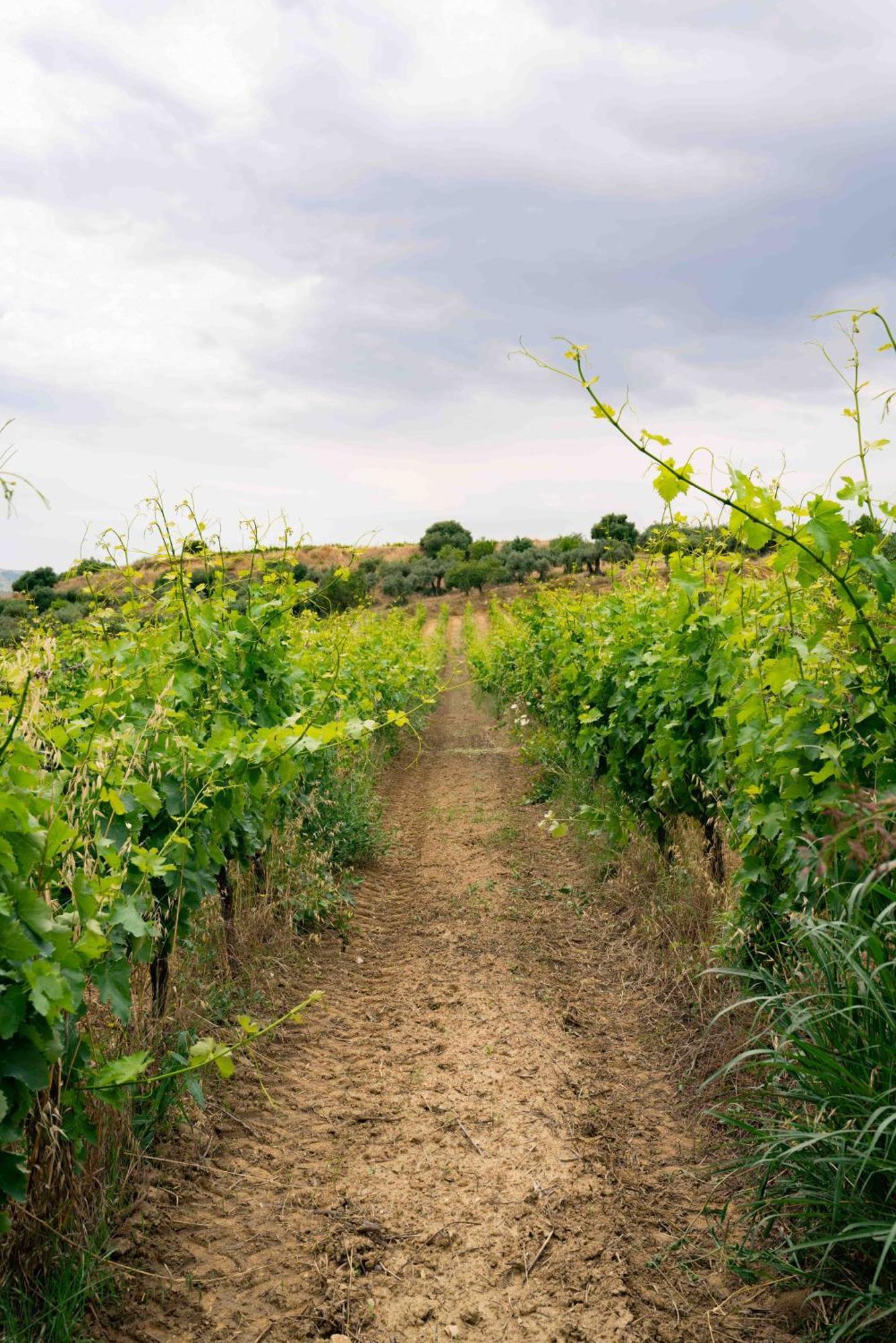Judeka Agriresort Caltagirone Buitenkant foto
